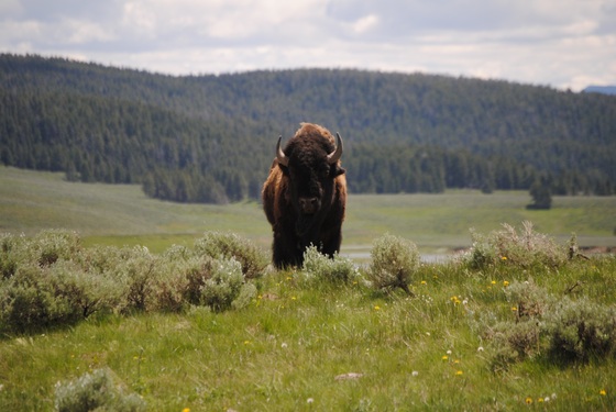 Yellowstone National Park