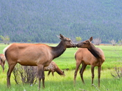 Rocky Mountain National Park