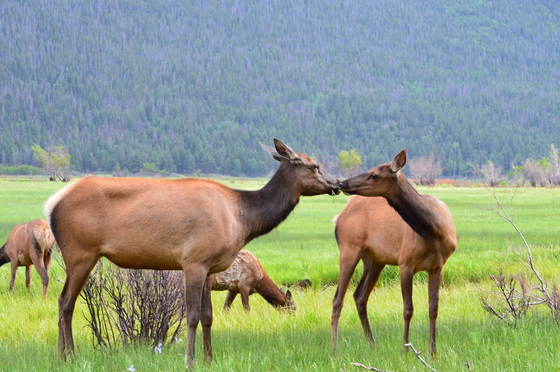 Rocky Mountain National Park