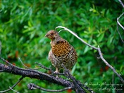 Adult Grouse