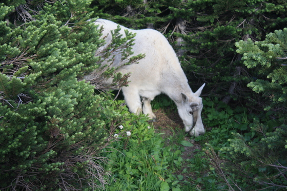 Glacier National Park
