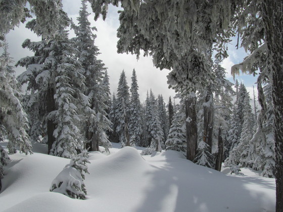 Olympic National Park
