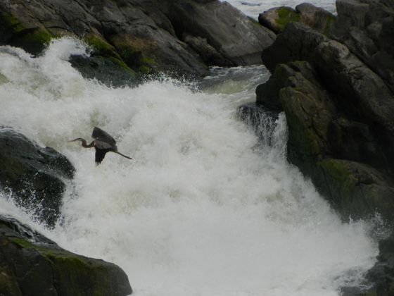 Great Falls Park