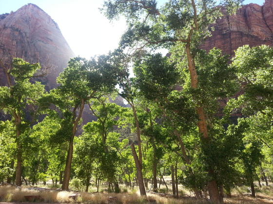 Zion National Park