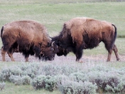 Yellowstone National Park