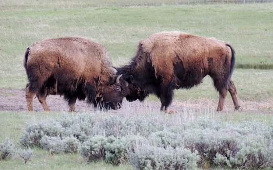 Yellowstone National Park