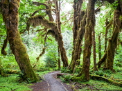 Olympic National Park