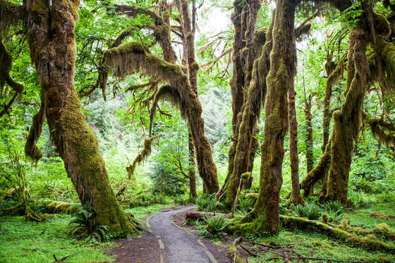 Olympic National Park