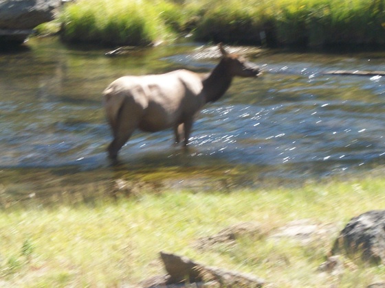 Yellowstone National Park