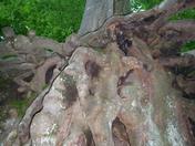 Mammoth Cave National Park