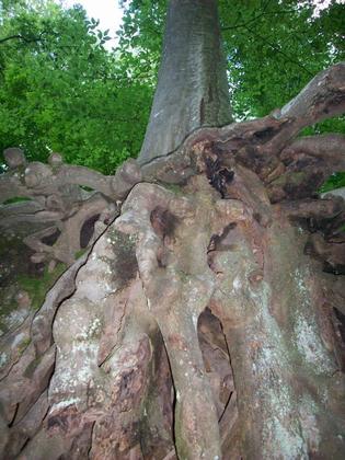 Mammoth Cave National Park