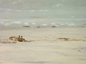 Pea Island National Wildflife Refuge