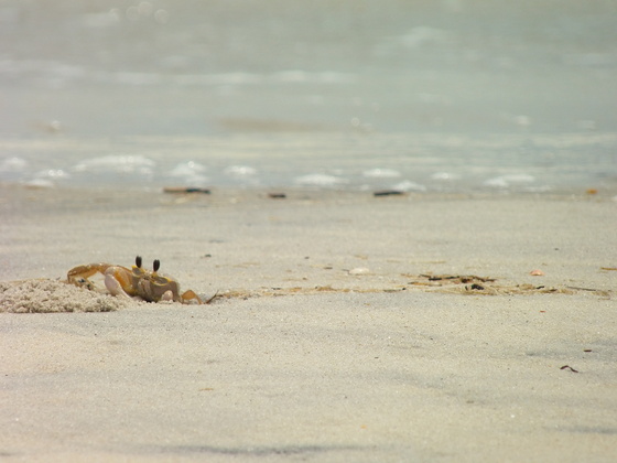 Pea Island National Wildflife Refuge