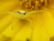 goldenrod spider