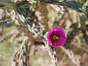 Carlsbad Caverns
