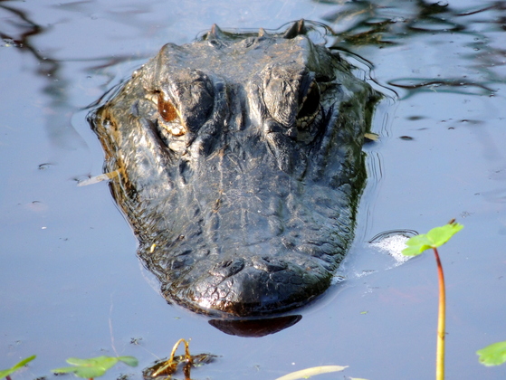 Jean Lafitte National Historical Park and Preserve