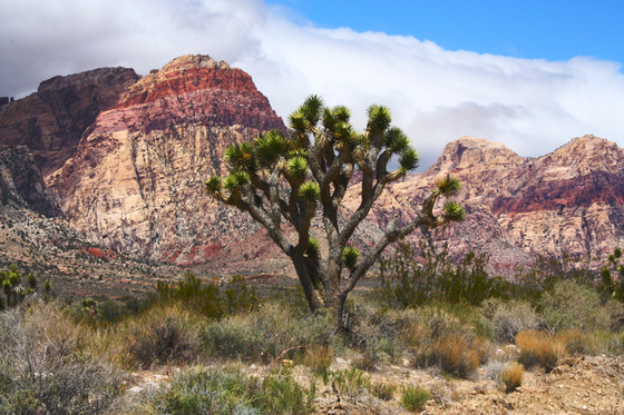 Red Rock Canyon