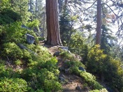 Sequioa National Park