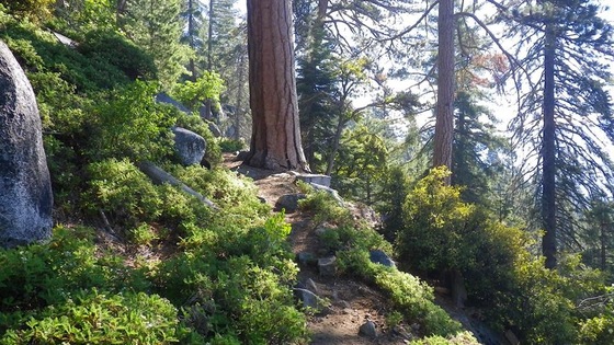 Sequioa National Park