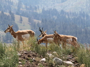 Yellowstone National Park