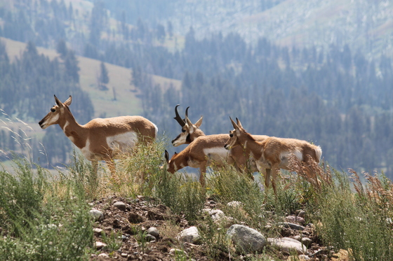 Yellowstone National Park