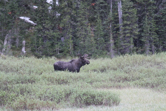 Beartooth Highway
