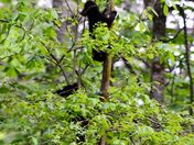 Cades Cove - Smokey Mountain National Park