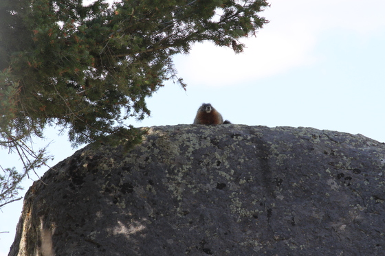 Yellowstone National Park