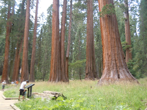 Sequoia National Monument