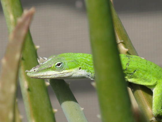 everglades florida
