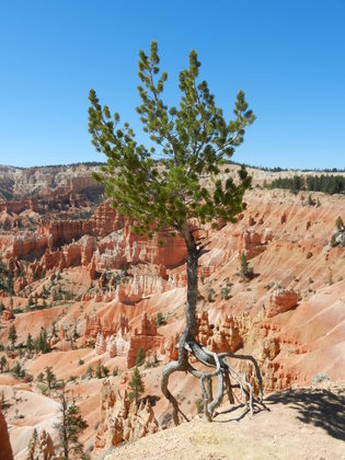 Bryce Canyon