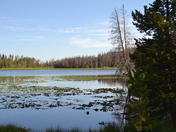 Uinta-Wasatch National Forrest