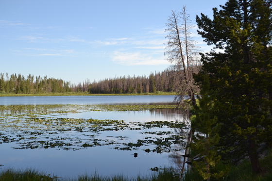 Uinta-Wasatch National Forrest