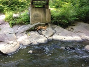 Prince William Forest
