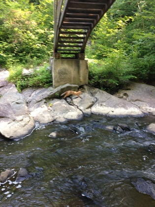 Prince William Forest