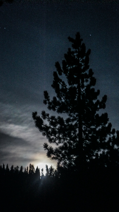 Sequoia national park 