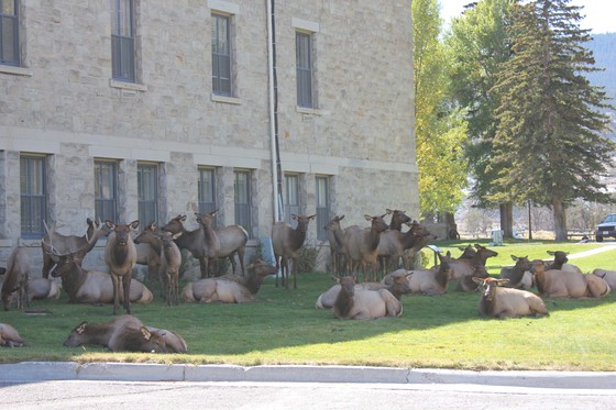 Yellowstone National Park