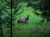 Wenatchee National Forest