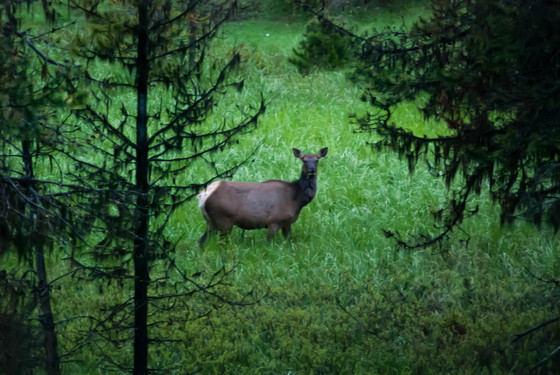 Wenatchee National Forest