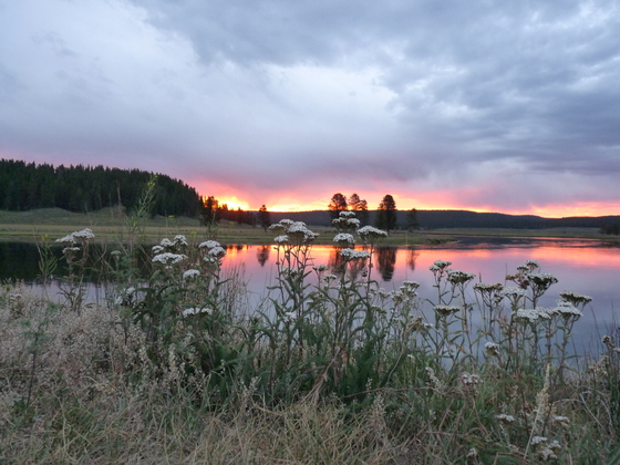 Yellowstone NP