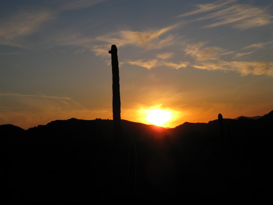 Organ Pipe National Park