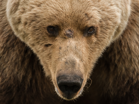Katmai National Park & Preserve