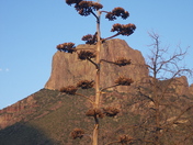 Big Bend National Park