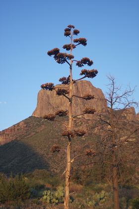 Big Bend National Park