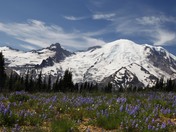 Mt. Rainier National Park