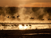 Bosque del Apache NWR