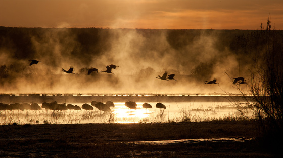 Bosque del Apache NWR