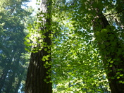 Mt Rainier National Park