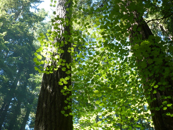 Mt Rainier National Park