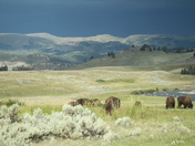 Yellowstone National Park